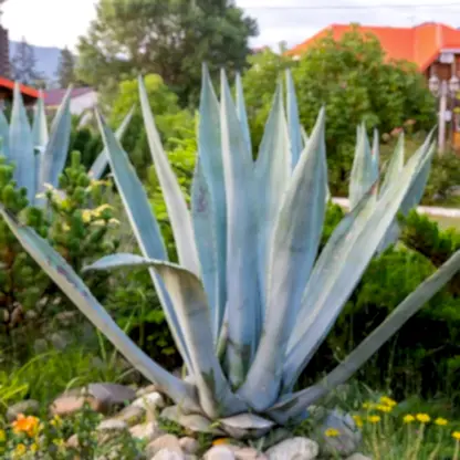 Agave Americana