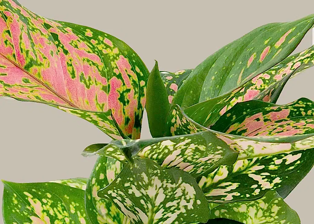 Aglaonema Wishes