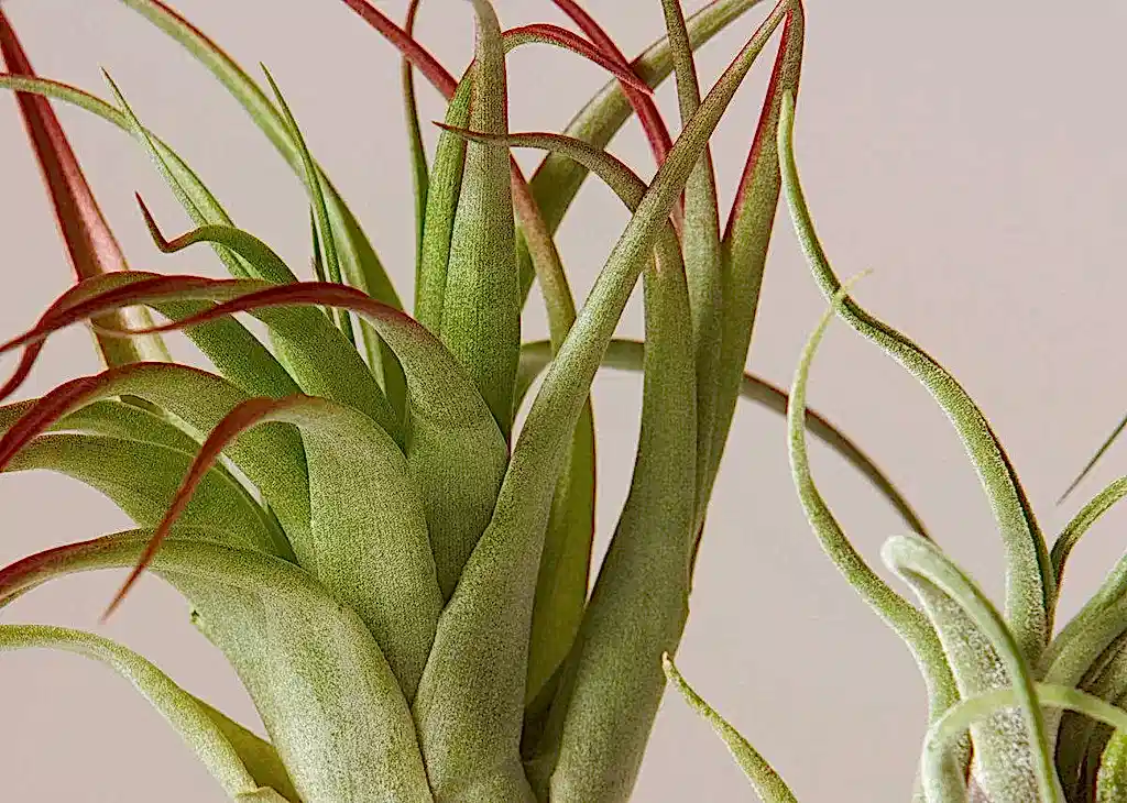 Air Plant