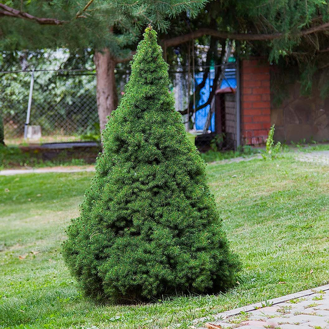 Dwarf Alberta Spruce