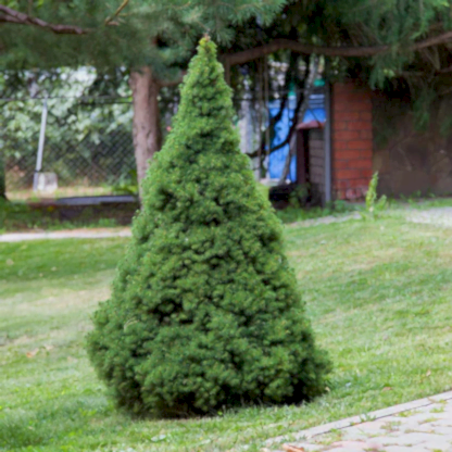 Dwarf Alberta Spruce