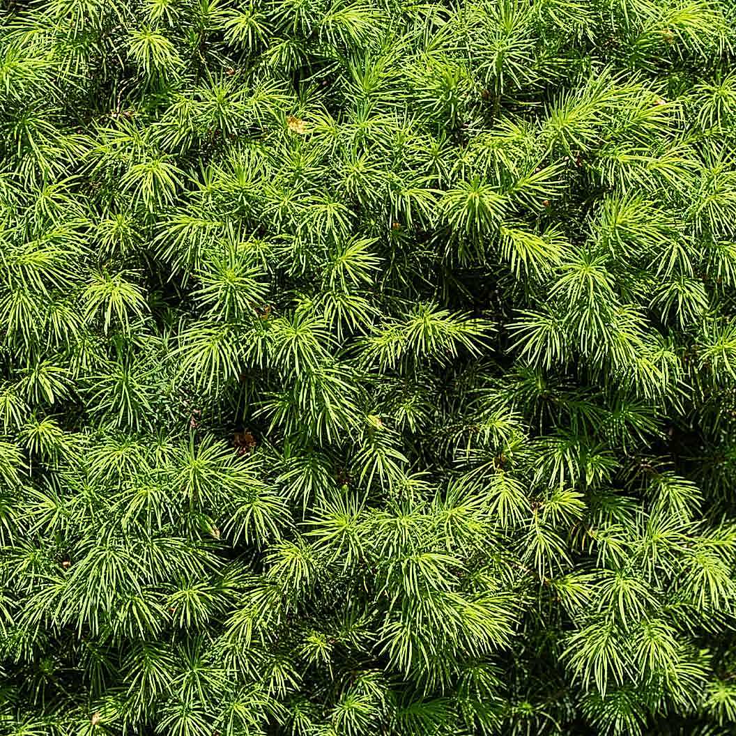 Dwarf Alberta Spruce