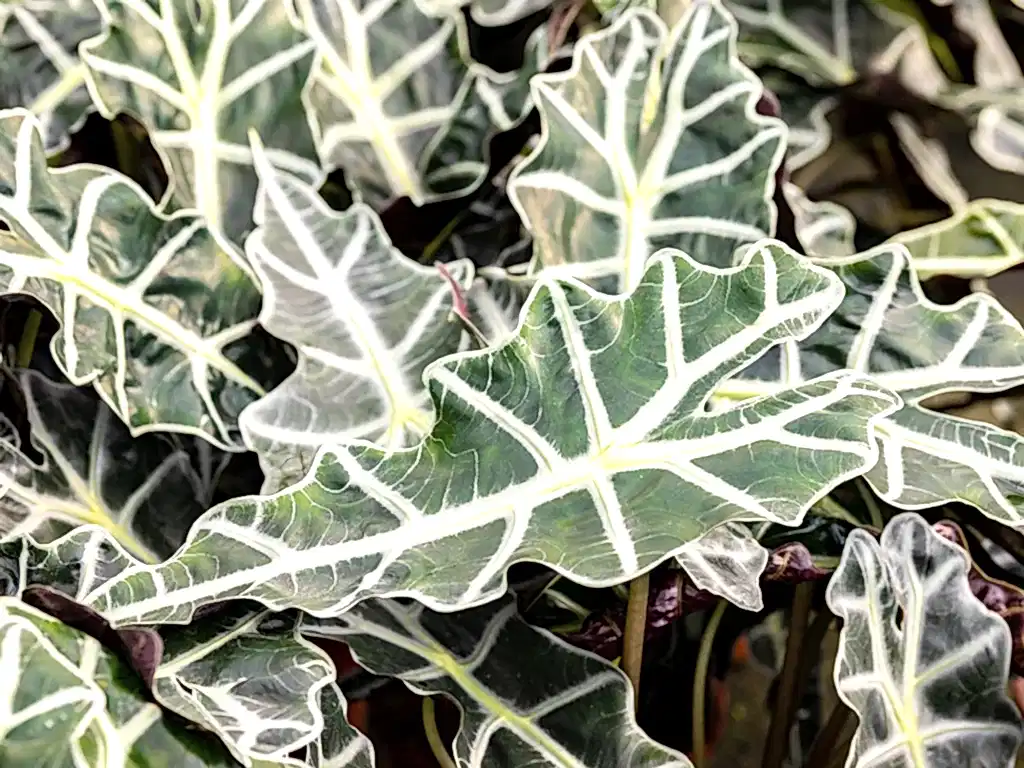 Alocasia Polly