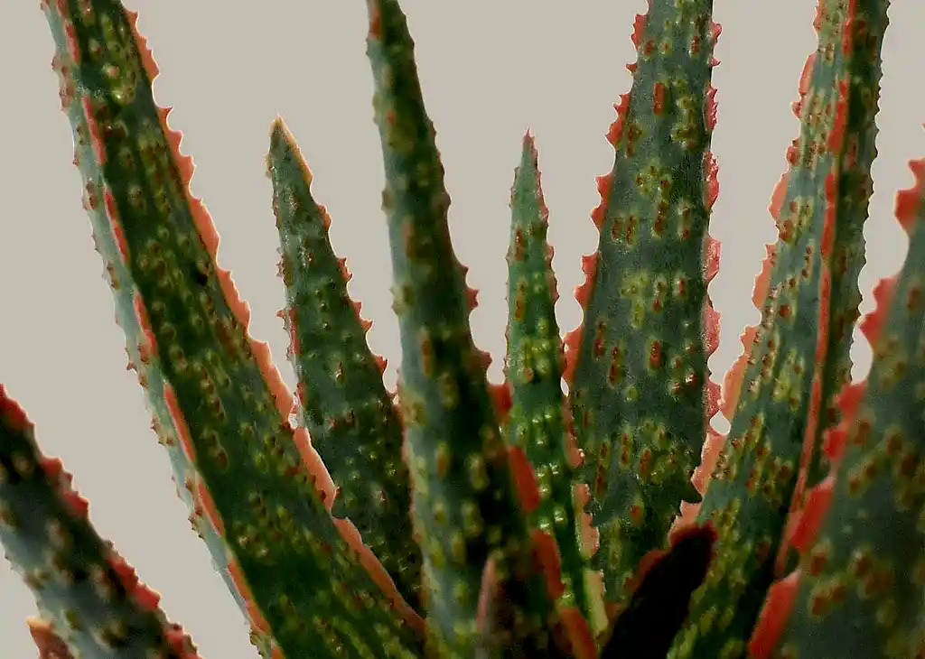 Aloe Christmas Carol