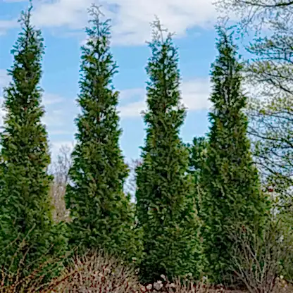 American Pillar Thuja