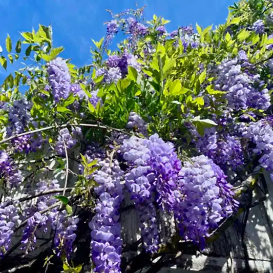 Amethyst Falls Wisteria