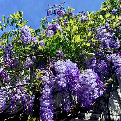 Amethyst Falls Wisteria