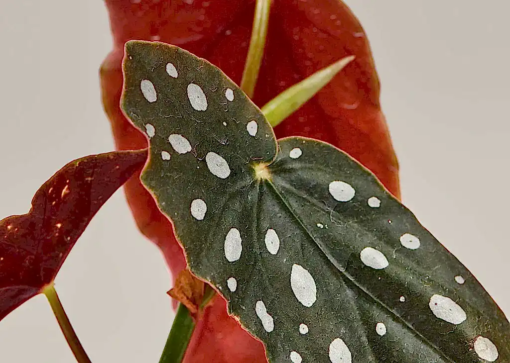 Angel Wings Begonia