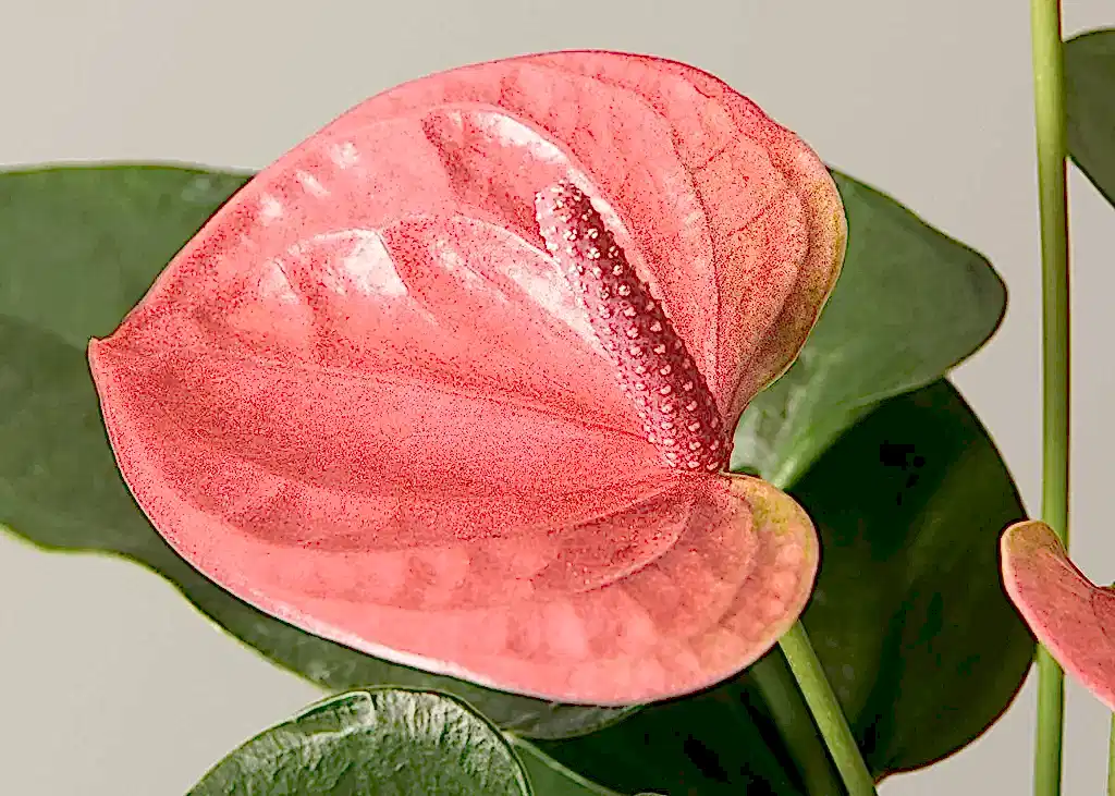 Coral Anthurium