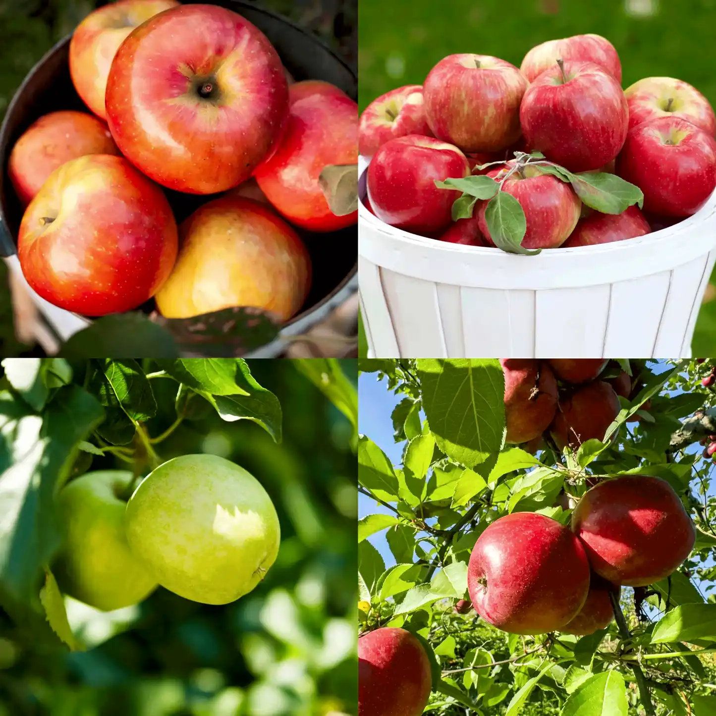 Apple Orchard