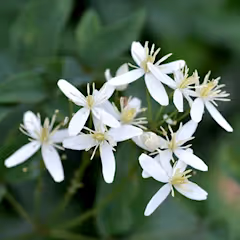 Armandii Snowdrift Clematis