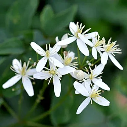 Armandii Snowdrift Clematis