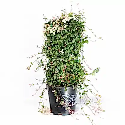 Snow-N-Summer™ Asiatic Jasmine