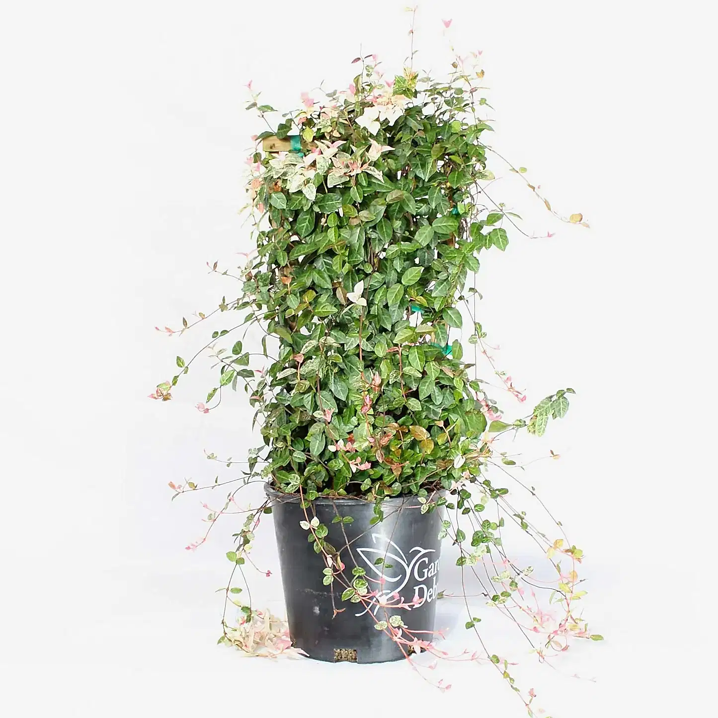 Snow-N-Summer™ Asiatic Jasmine