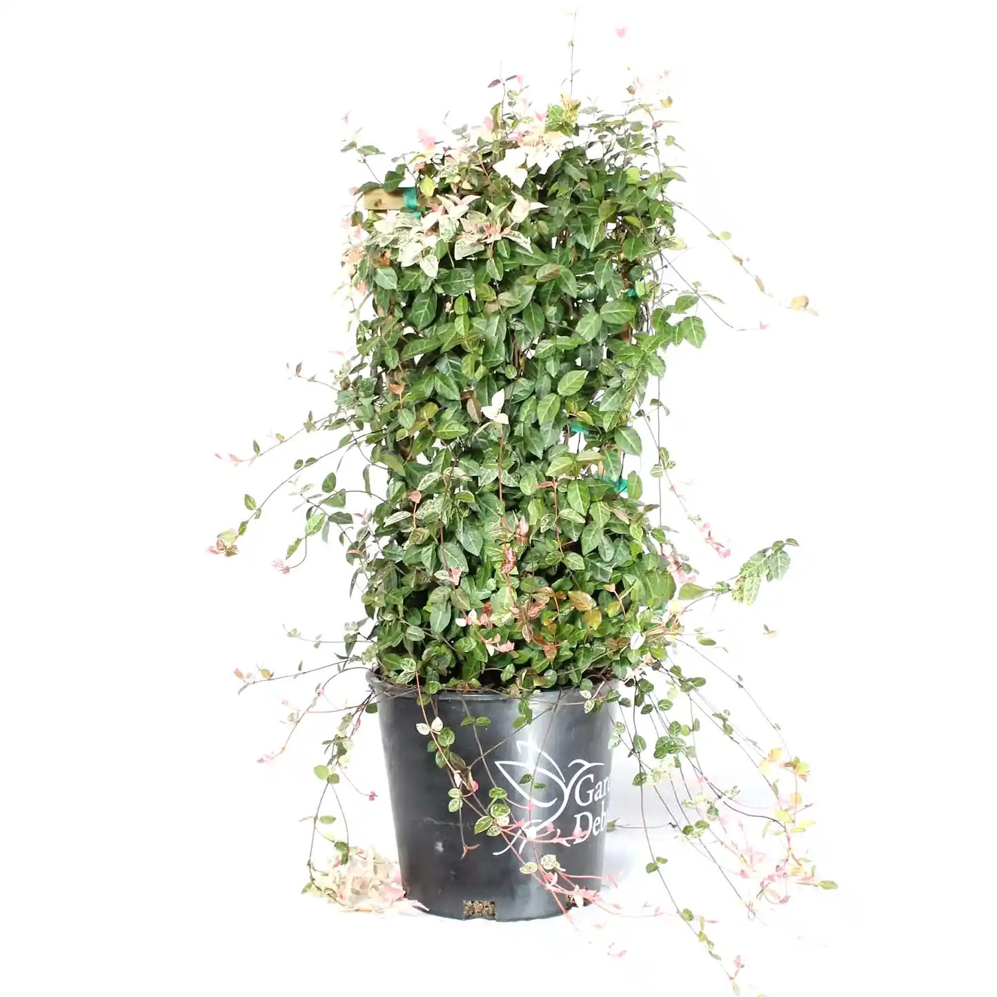 Snow-N-Summer™ Asiatic Jasmine