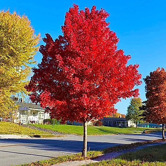 Autumn Blaze® Red Maple Tree