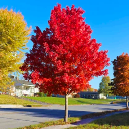 Autumn Blaze® Red Maple Tree
