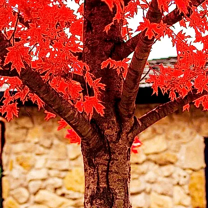 Autumn Blaze® Red Maple Tree
