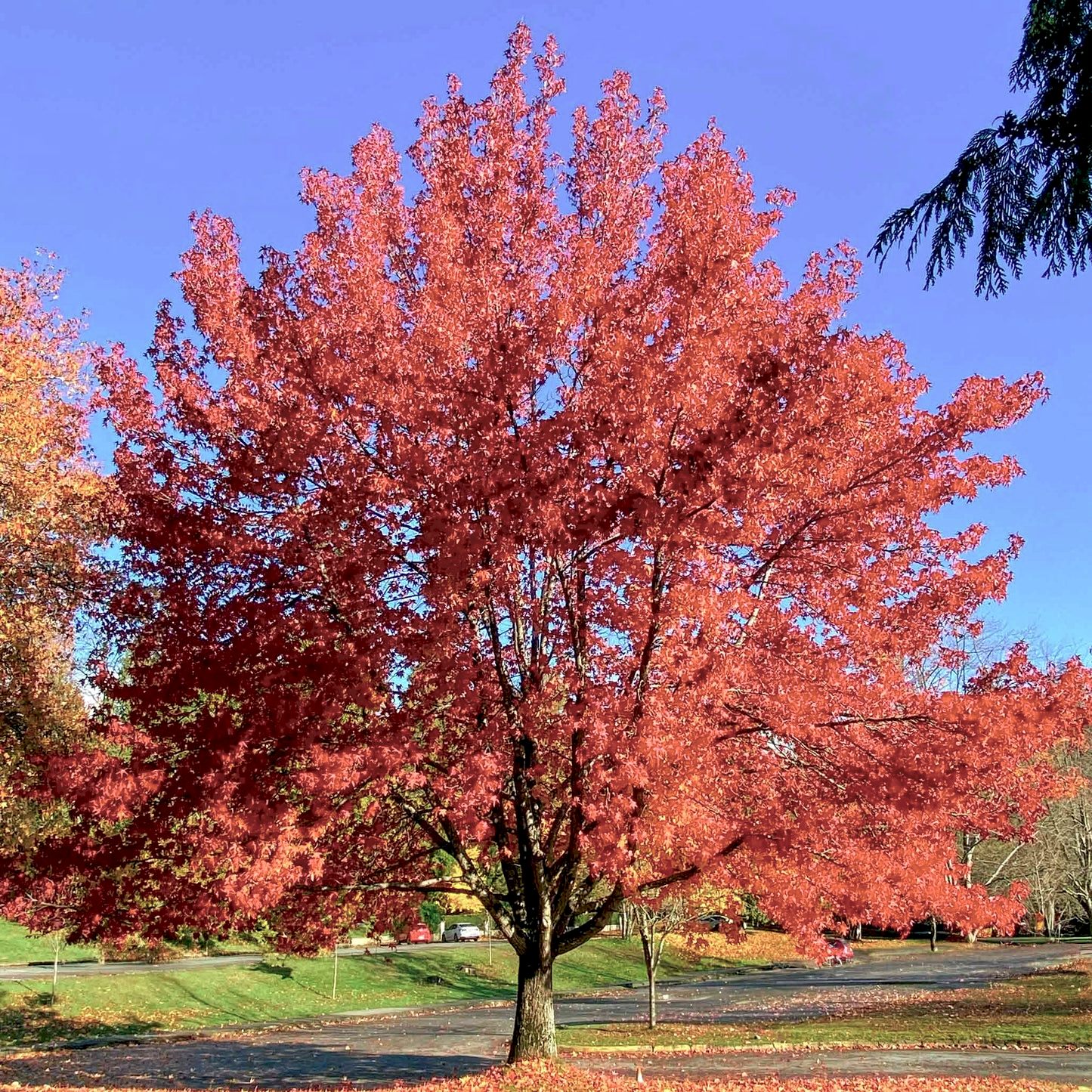 Autumn Blaze® Red Maple Tree