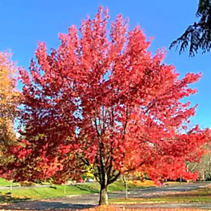Autumn Blaze® Red Maple Tree