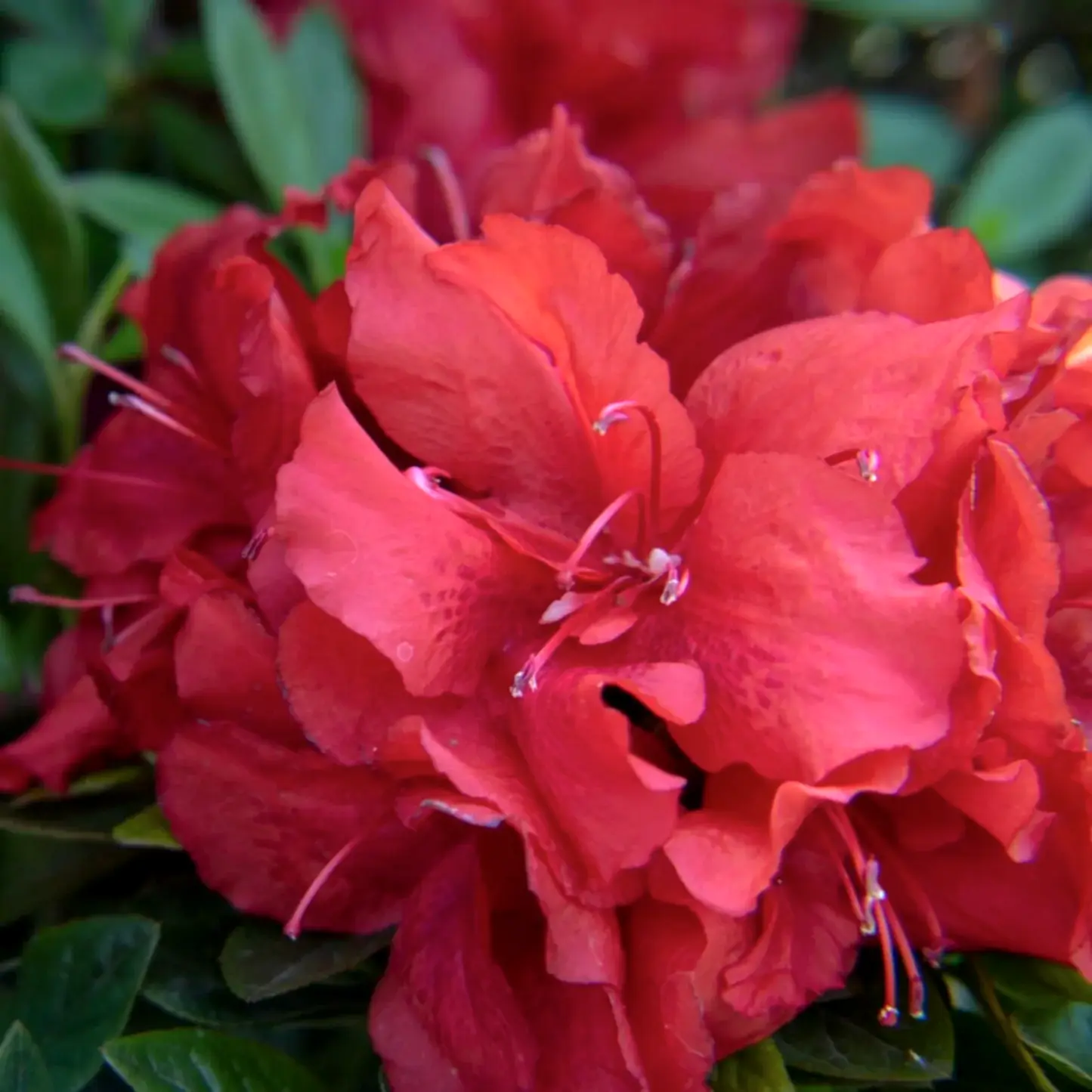 Ever After™ Ruby Azalea