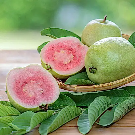 'Barbie Pink' Guava