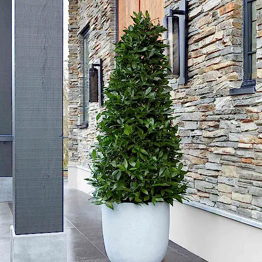 Bay Laurel