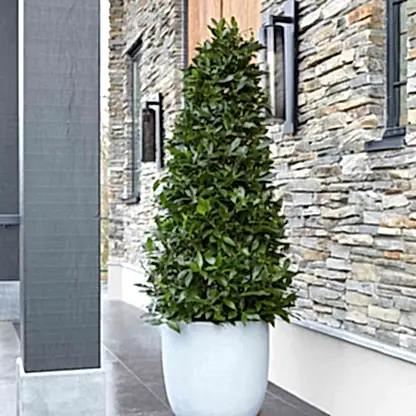 Bay Laurel