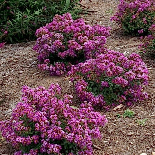 Bellini® Grape Crape Myrtle