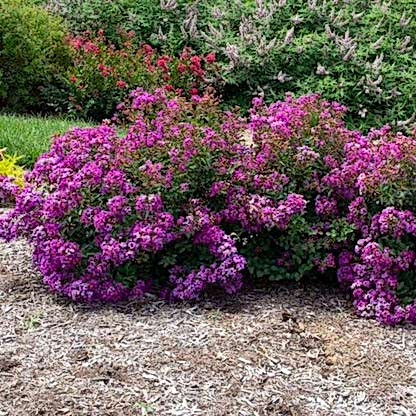 Bellini® Grape Crape Myrtle