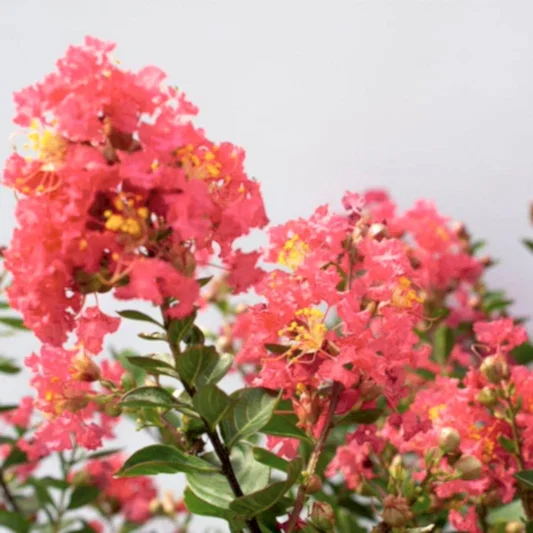 Bellini® Raspberry Crape Myrtle