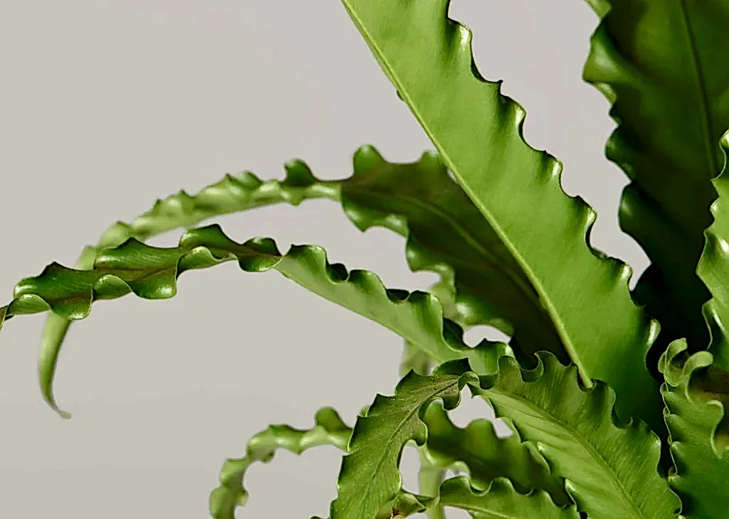 Bird’s Nest Fern