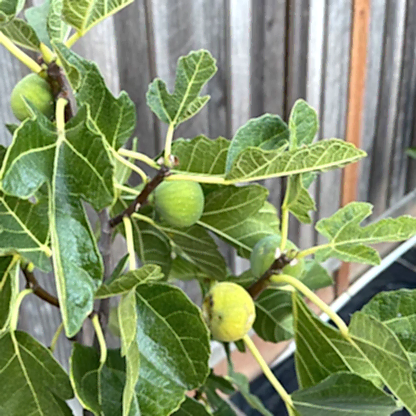 Black Mission Fig