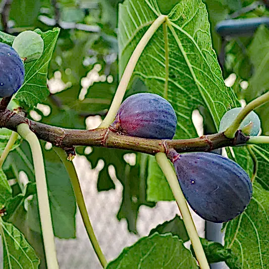Black Mission Fig