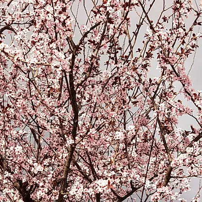 Black Tartarian Cherry Tree