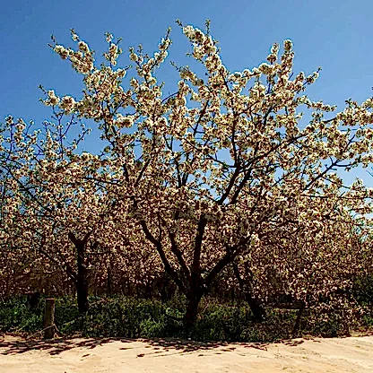 Black Tartarian Cherry Tree