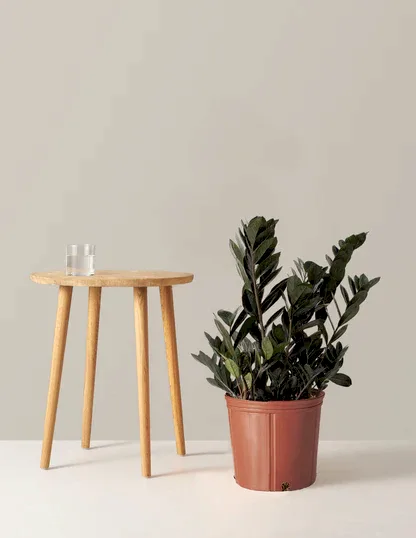 Black ZZ Plant