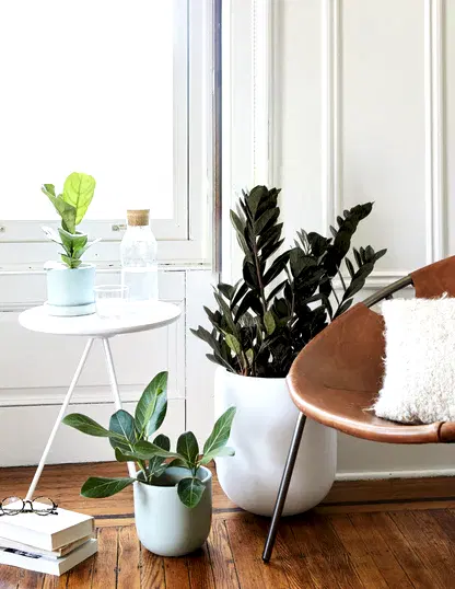 Black ZZ Plant