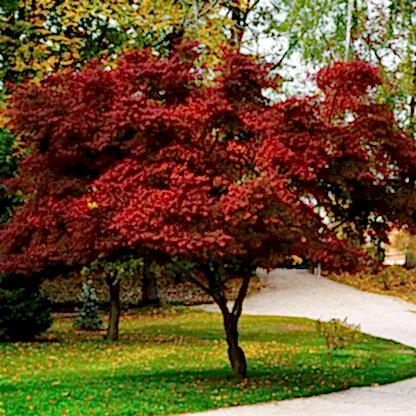 Bloodgood Japanese Maple