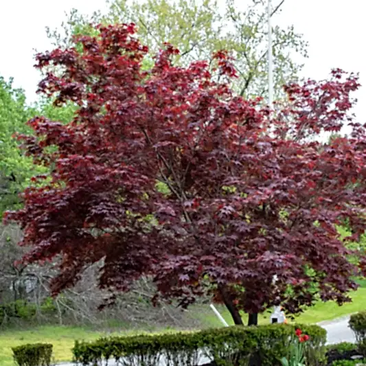 Bloodgood Japanese Maple