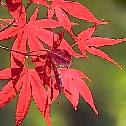 Bloodgood Japanese Maple