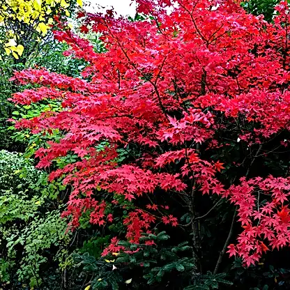 Bloodgood Japanese Maple