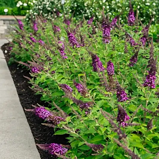 Blueberry Pie™ Butterfly Bush