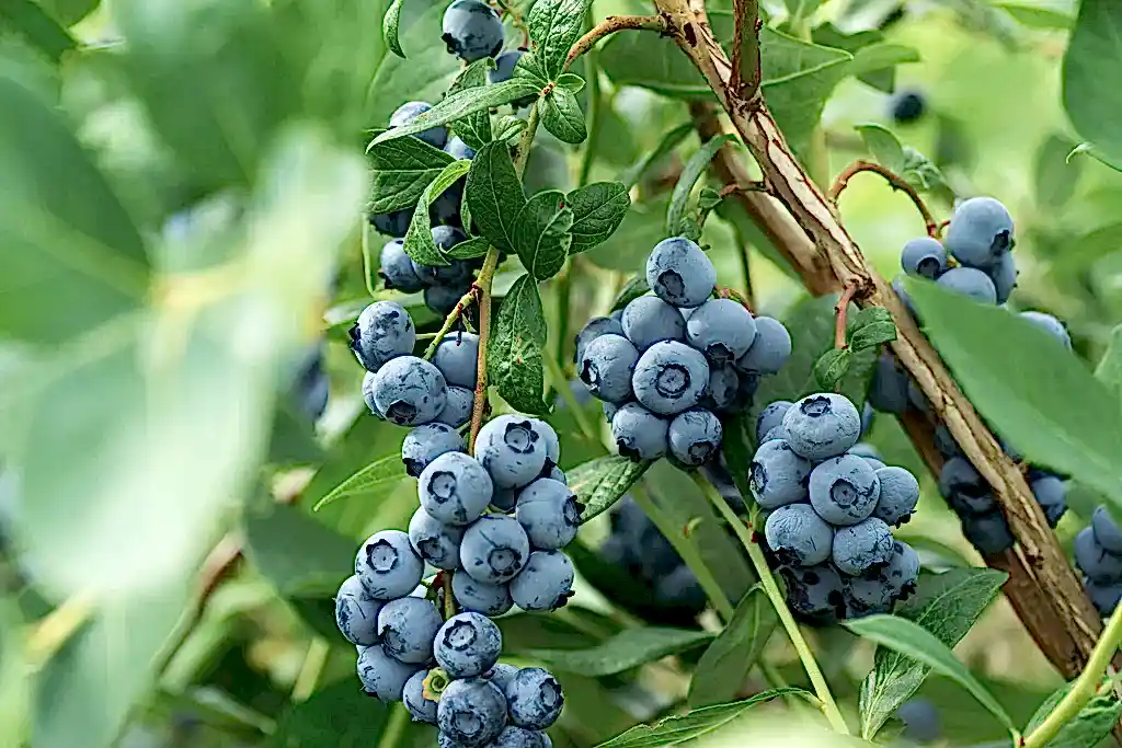 Blueberry