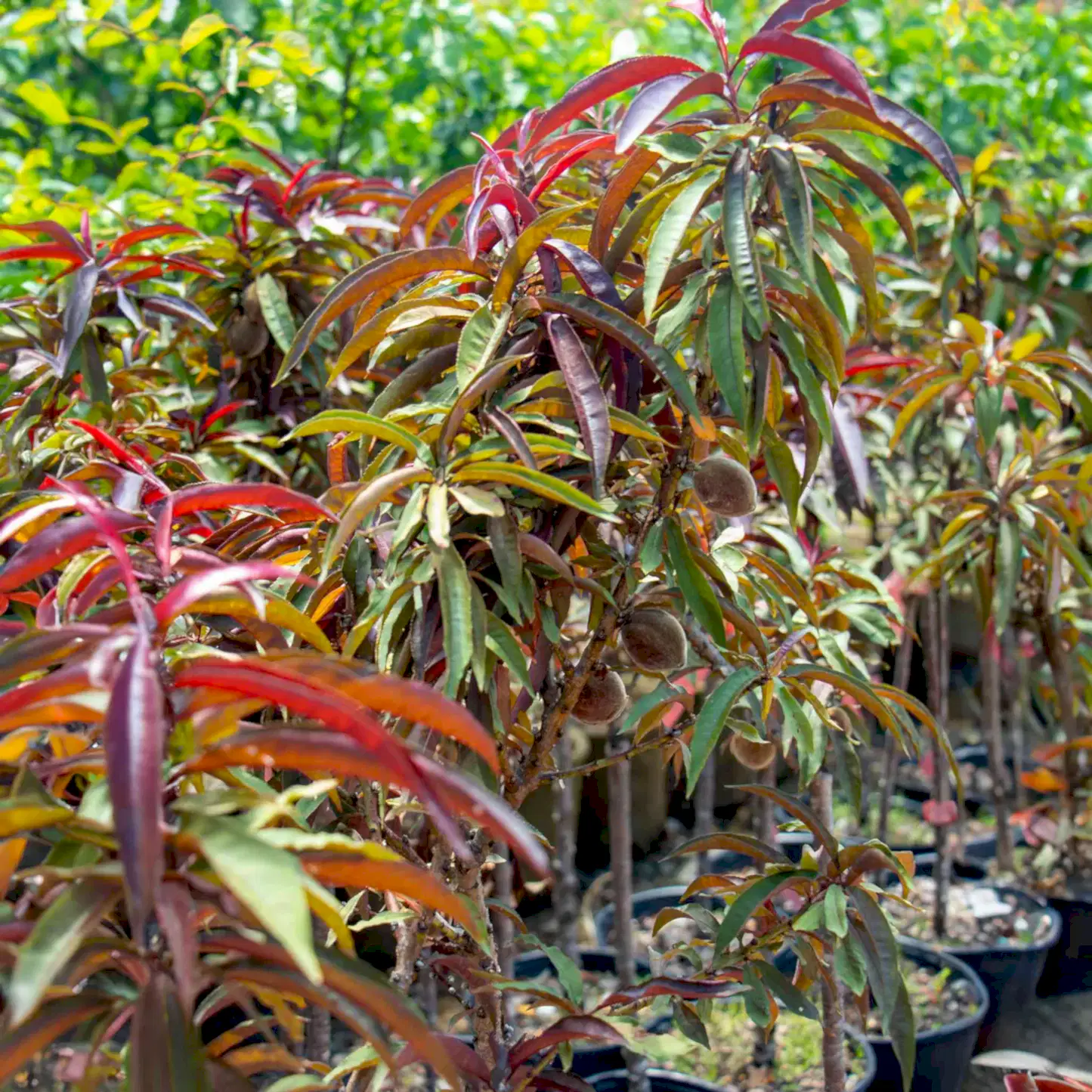 Bonfire Patio Peach Plant