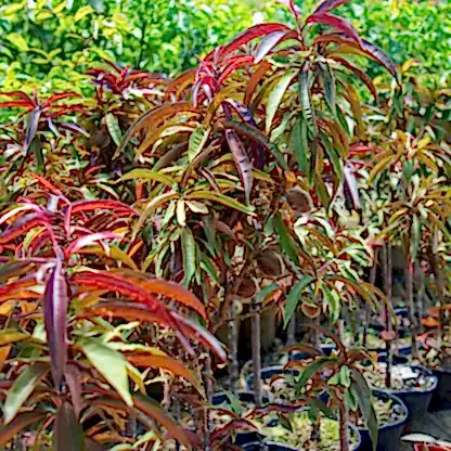 Bonfire Patio Peach Plant