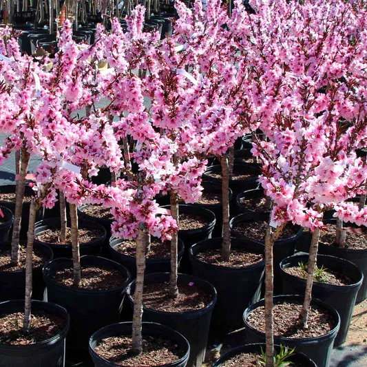 Bonfire Patio Peach Plant