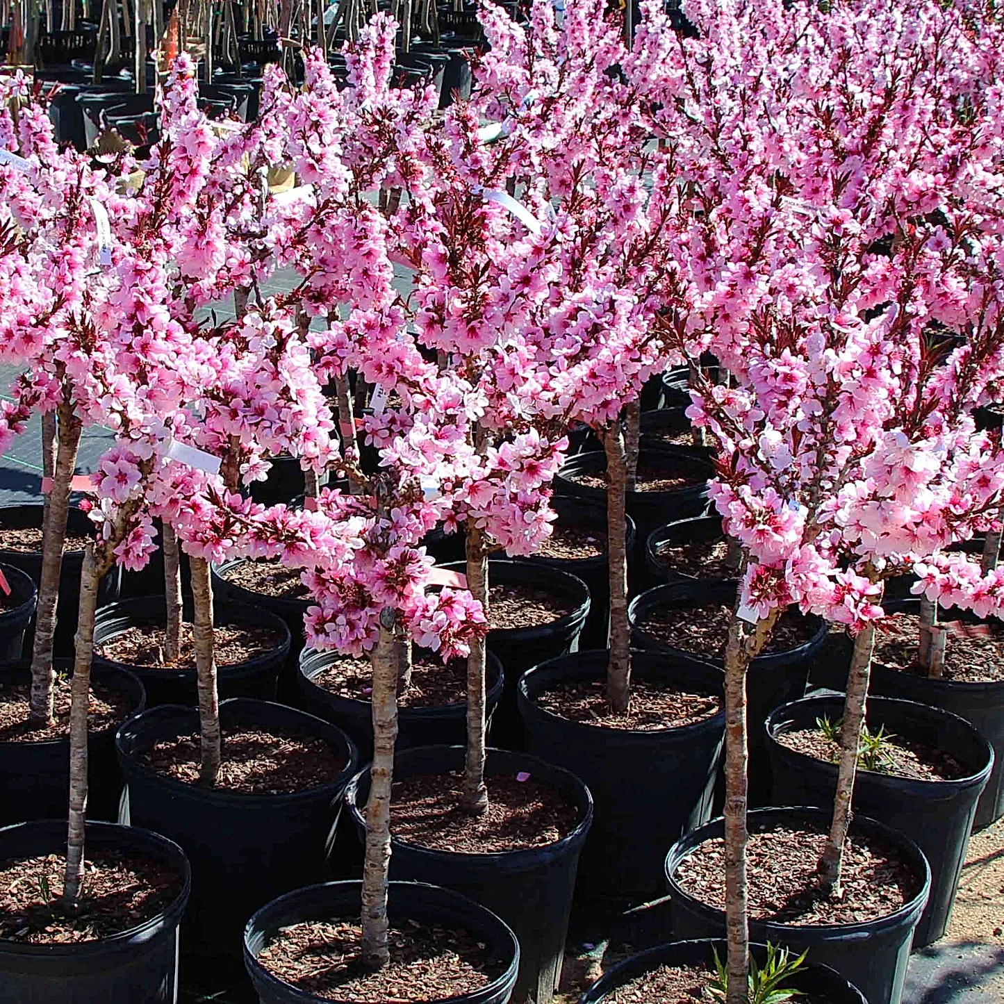Bonfire Patio Peach Plant