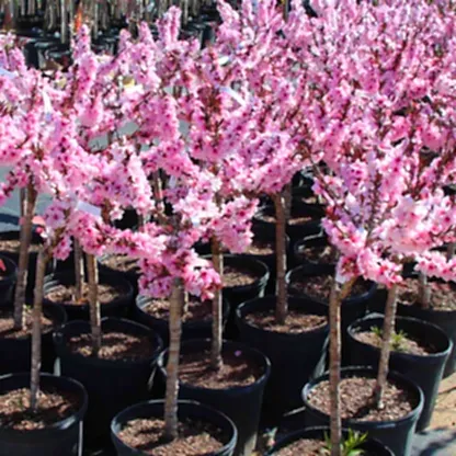 Bonfire Patio Peach Plant