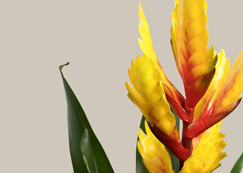 Bromeliad